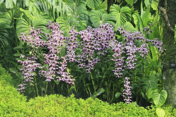 Orchid Dendrobium Serene Chang, flowers, blooming, Singapore, Southeast Asia