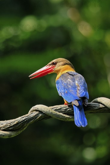 Cranesbill Kingfisher (Pelargopsis capensis), Gurial, adult, on hold, Singapore, Southeast Asia