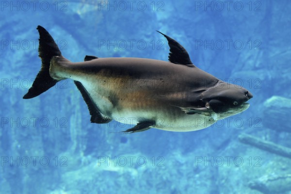 Mekong giant catfish (Pangasianodon gigas), adult, swimming, Southeast Asia