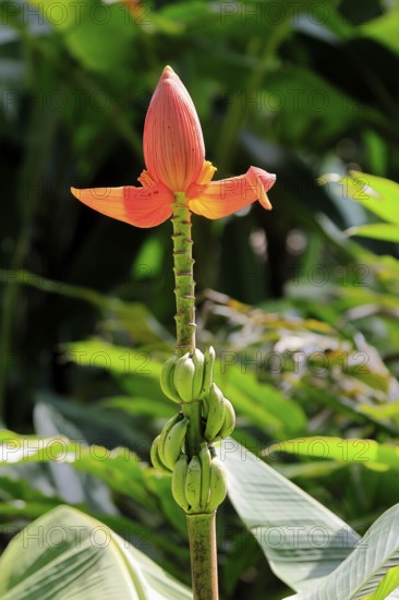 Musa laterita, Indian dwarf banana, blossom, fruits, Singapore, Southeast Asia