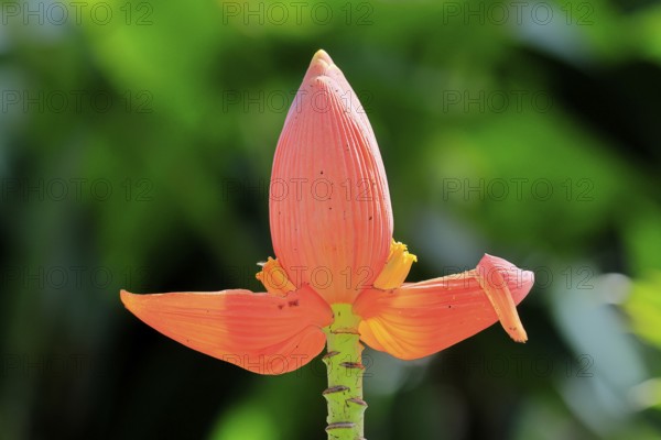 Musa laterita, Indian dwarf banana, blossom, fruits, Singapore, Southeast Asia