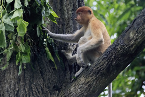 Proboscis monkey (Nasalis larvatus), young animal, sitting in a tree, looking for food