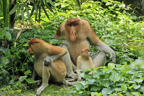 Proboscis monkey (Nasalis larvatus), adult, male, female, juvenile, family, resting, sitting, on ground