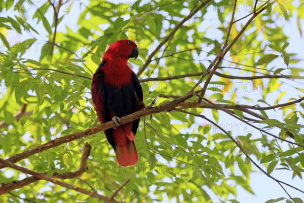 New Guinea noble parrot (Eclectus polychloros), adult, female, on tree, alert, New Guinea, Oceania
