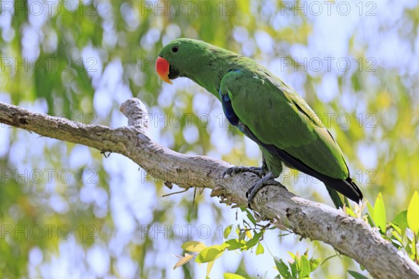 New Guinea noble parrot (Eclectus polychloros), adult, male, on tree, alert, New Guinea, Oceania