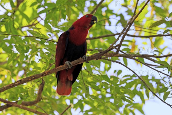 New Guinea Parrot (Eclectus polychloros), adult, female, on tree, calling, New Guinea, Oceania