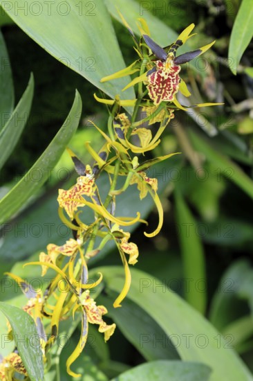 Brassidium Mystic Maze orchid, blossoms, blooming, Singapore, Southeast Asia