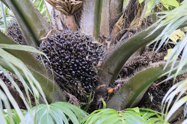 Oil palm (Elaeis guineensis), palm, oil palm fruit, fruit, Singapore, Southeast Asia