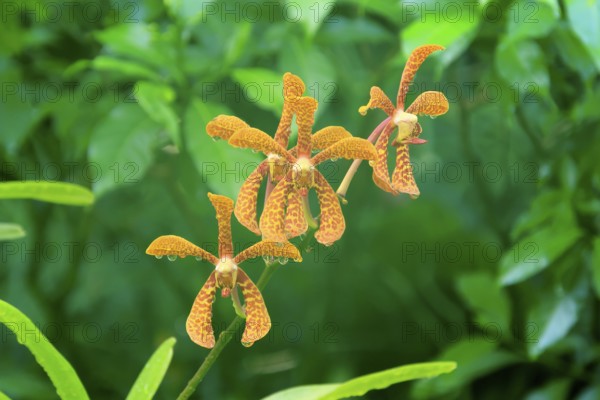 Holttumara Hari Afghan orchid, blossoms, blooming, Singapore, Southeast Asia