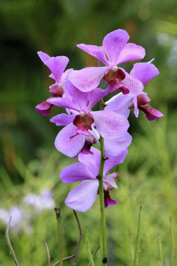 Papilionanda Gelora Bandung orchid, flowers, blooming, Singapore, Southeast Asia