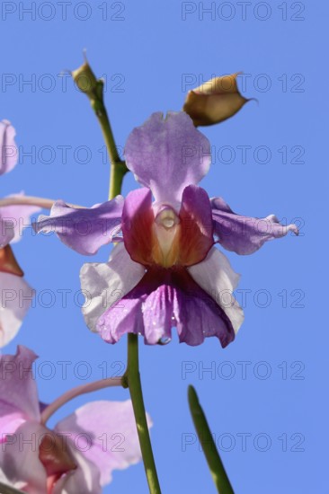 Vanda Miss Joaquim orchid, blossoms, blooming, Singapore's national flower, Singapore, Southeast Asia