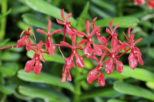 Orchid Renanthera Kalsom Red Dragon, blossoms, blooming, Singapore, Southeast Asia