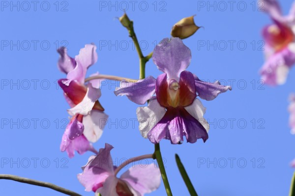 Vanda Miss Joaquim orchid, blossoms, blooming, Singapore's national flower, Singapore, Southeast Asia