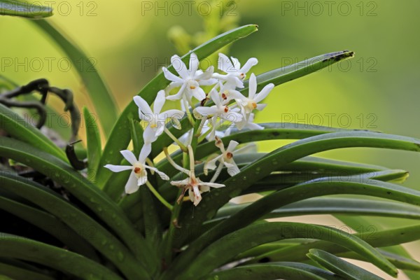 Orchid Vandachostylis Lou Sneary, blossoms, blooming, Singapore, Southeast Asia