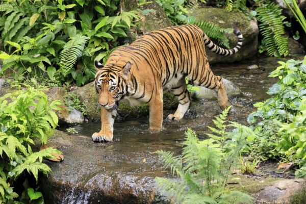 Malaysia tiger (Panthera tigris jacksoni), adult, running, in water, stream, vigilant, Malaysia, Southeast Asia