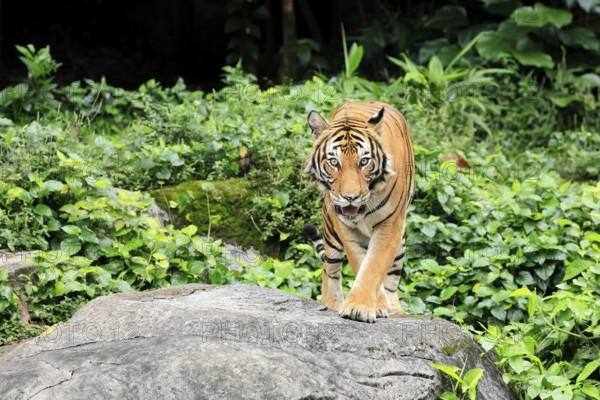 Malaysia tiger (Panthera tigris jacksoni), adult, running, stalking, vigilant, Malaysia, Southeast Asia