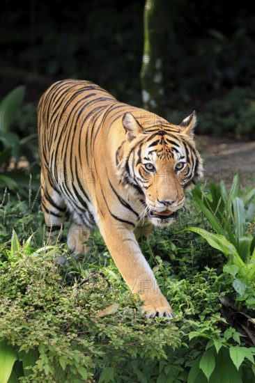 Malaysia tiger (Panthera tigris jacksoni), adult, running, stalking, vigilant, Malaysia, Southeast Asia