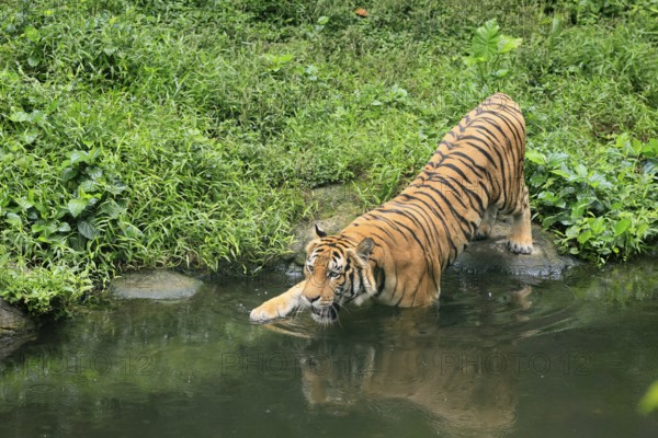 Malaysia tiger (Panthera tigris jacksoni), adult, at water, shore, vigilant, Malaysia, Southeast Asia