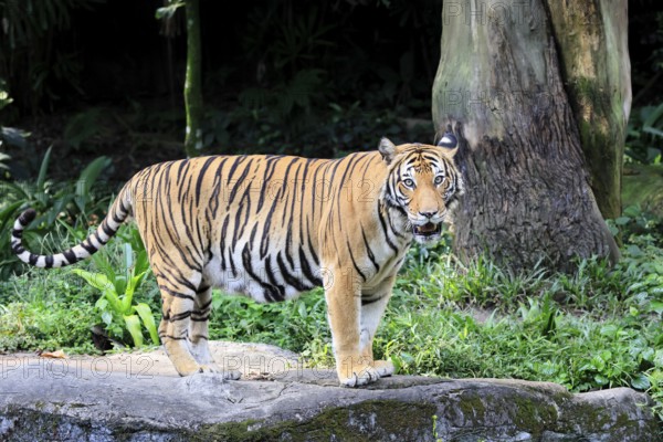 Malaysia tiger (Panthera tigris jacksoni), adult, standing, alert, Malaysia, Southeast Asia