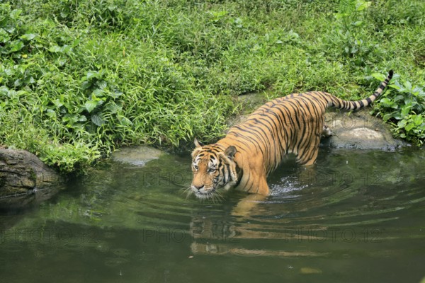 Malaysia tiger (Panthera tigris jacksoni), adult, at water, vigilant, Malaysia, Southeast Asia