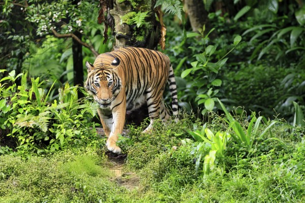 Malaysia tiger (Panthera tigris jacksoni), adult, running, stalking, vigilant, Malaysia, Southeast Asia