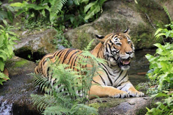 Malaysia tiger (Panthera tigris jacksoni), adult, portrait, sitting, alert, Malaysia, Southeast Asia