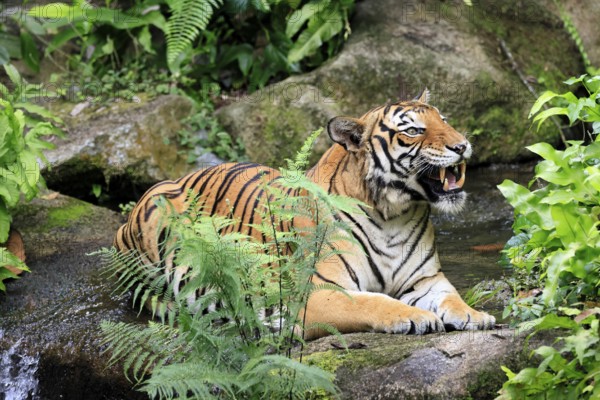 Malaysia tiger (Panthera tigris jacksoni), adult, portrait, sitting, yawning, Malaysia, Southeast Asia
