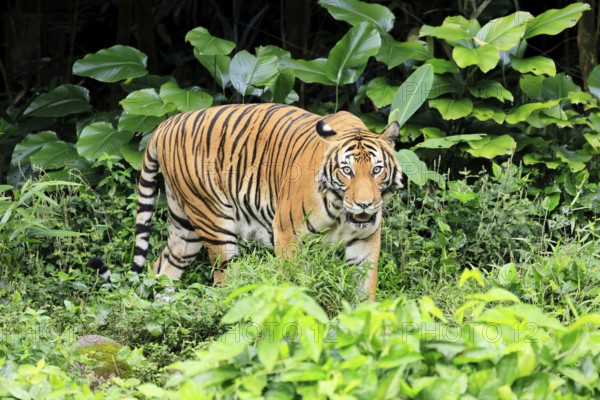Malaysia tiger (Panthera tigris jacksoni), adult, alert, Malaysia, Southeast Asia