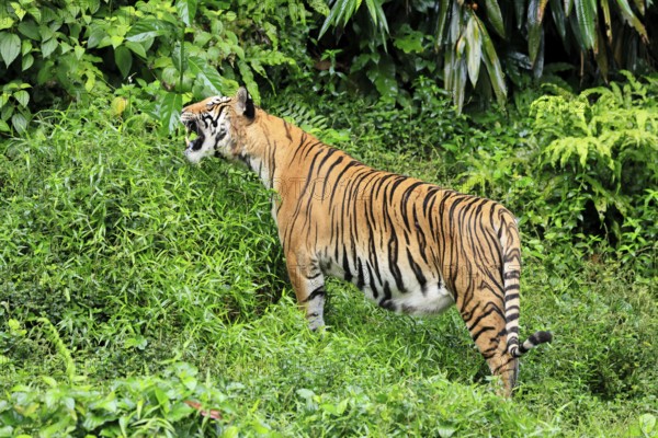 Malaysia tiger (Panthera tigris jacksoni), adult, feeding, grass, Malaysia, Southeast Asia