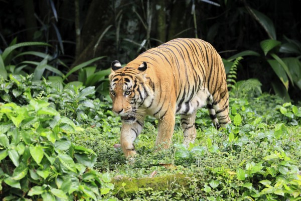 Malaysia tiger (Panthera tigris jacksoni), adult, running, stalking, vigilant, Malaysia, Southeast Asia