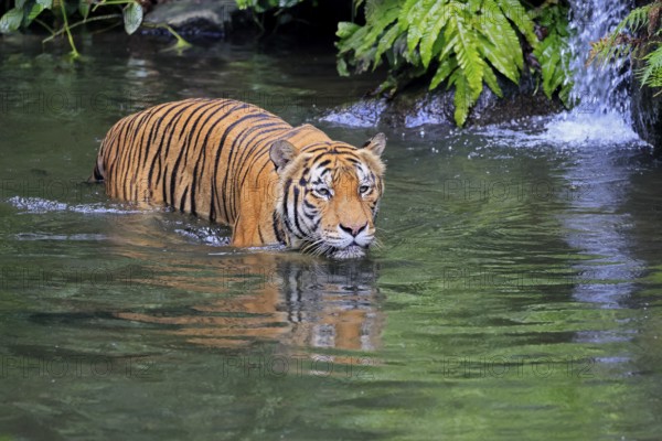Malaysia tiger (Panthera tigris jacksoni), adult, in water, alert, Malaysia, Southeast Asia