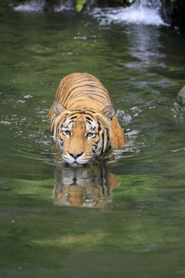 Malaysia tiger (Panthera tigris jacksoni), adult, in water, alert, Malaysia, Southeast Asia