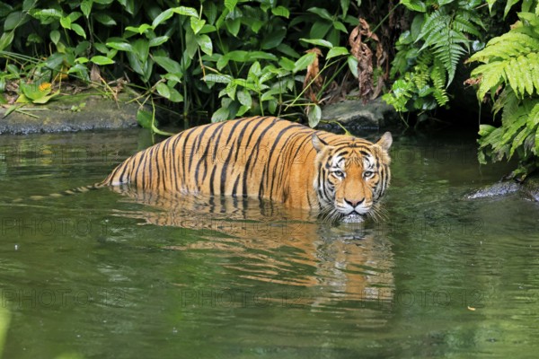 Malaysia tiger (Panthera tigris jacksoni), adult, in water, alert, Malaysia, Southeast Asia
