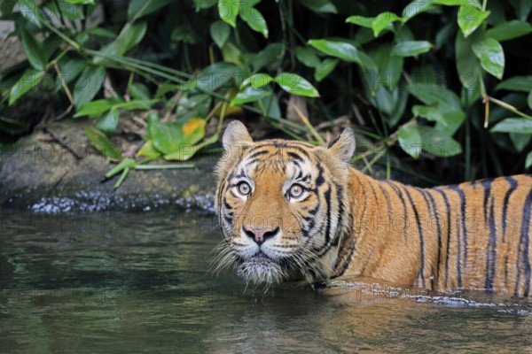 Malaysia tiger (Panthera tigris jacksoni), adult, in water, alert, portrait, Malaysia, Southeast Asia