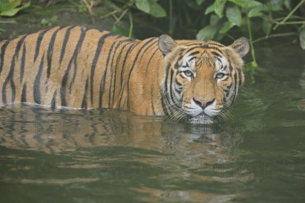 Malaysia tiger (Panthera tigris jacksoni), adult, in water, alert, Malaysia, Southeast Asia