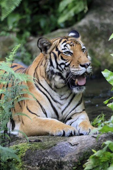 Malaysia tiger (Panthera tigris jacksoni), adult, portrait, rock, vigilant, Malaysia, Southeast Asia