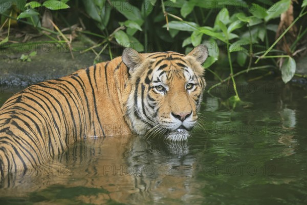Malaysia tiger (Panthera tigris jacksoni), adult, portrait, in water, alert, Malaysia, Southeast Asia