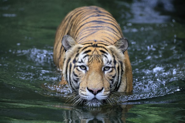 Malaysia tiger (Panthera tigris jacksoni), adult, in water, alert, Malaysia, Southeast Asia