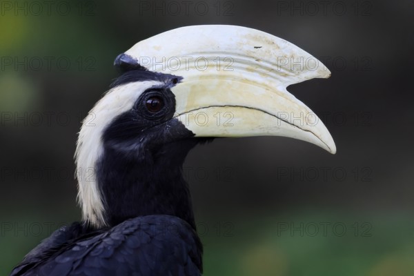 Malayan Hornbill (Anthracoceros malayanus), adult, male, portrait, Southeast Asia, Malaysia