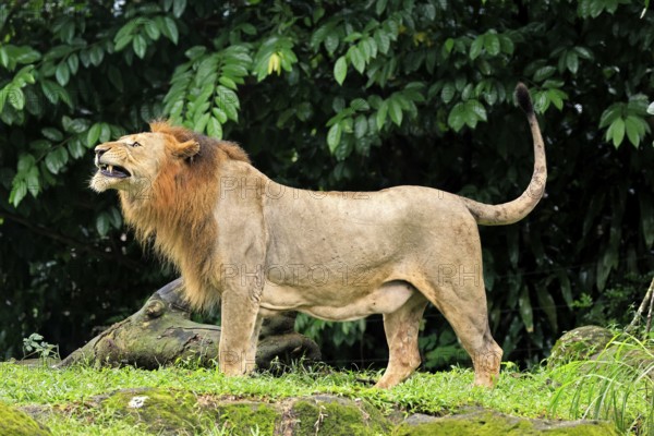 Lion (Panthera leo), adult, male, yawning