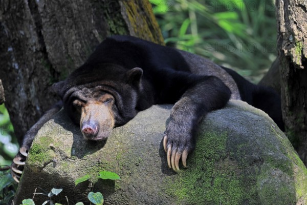 Malayan bear (Helarctos malayanus), adult, alert