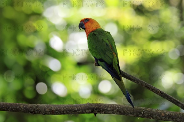 Jendaya parakeet (Aratinga jandaya), adult, on tree, alert, Brazil, South America