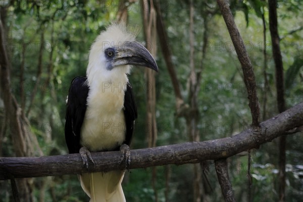Long-crested Hornbill (Berenicornis comatus), adult, male, on tree, alert, Southeast Asia, Singapore, Malaysia