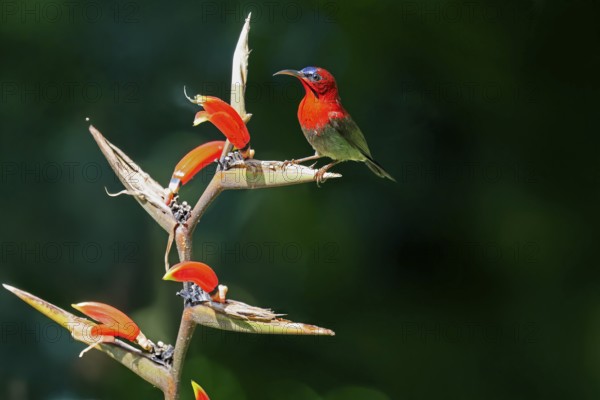 Crimson Sunbird (Aethopyga siparaja), Yellow-backed Sunbird, adult, male, on flower, foraging, Singapore, Southeast Asia