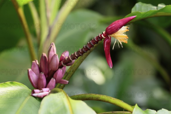 Kenya banana (Musa velutina), flower, fruit, Singapore, Southeast Asia