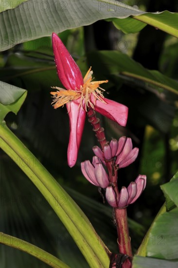 Kenya banana (Musa velutina), flower, fruit, Singapore, Southeast Asia