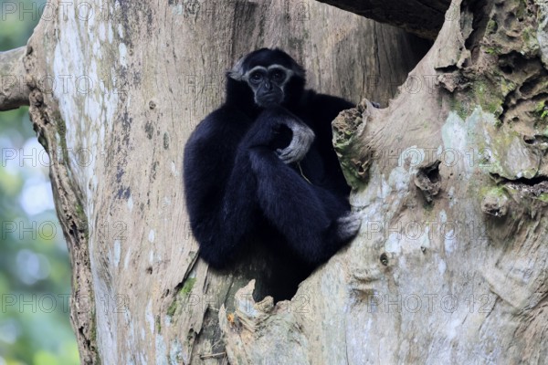 Crested gibbon (Hylobates pileatus), adult, male, sitting on tree, relaxed, Cambodia, Southeast Asia