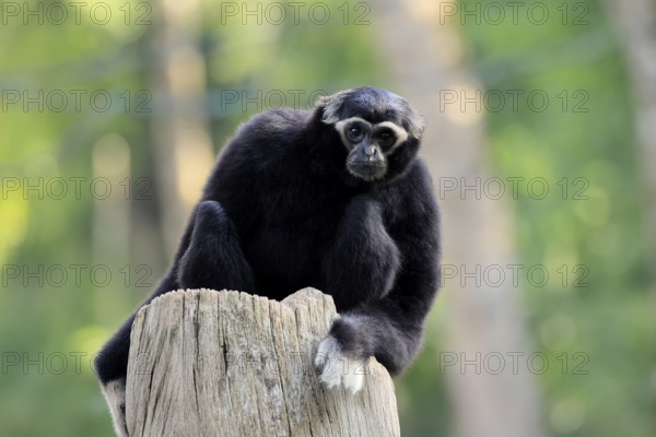 Crested gibbon (Hylobates pileatus), adult, male, on tree trunk, alert, Cambodia, Southeast Asia