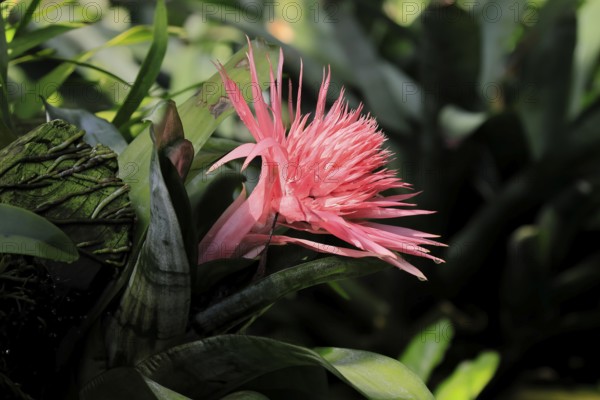 Lance rosette, (Aechmea fasciata), flower, flowering, Singapore, Southeast Asia, heliconia