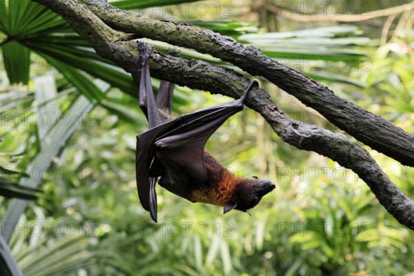 Kalong flying fox (Pteropus vampyrus), adult, climbing, in sleeping tree, during the day, Singapore, Southeast Asia